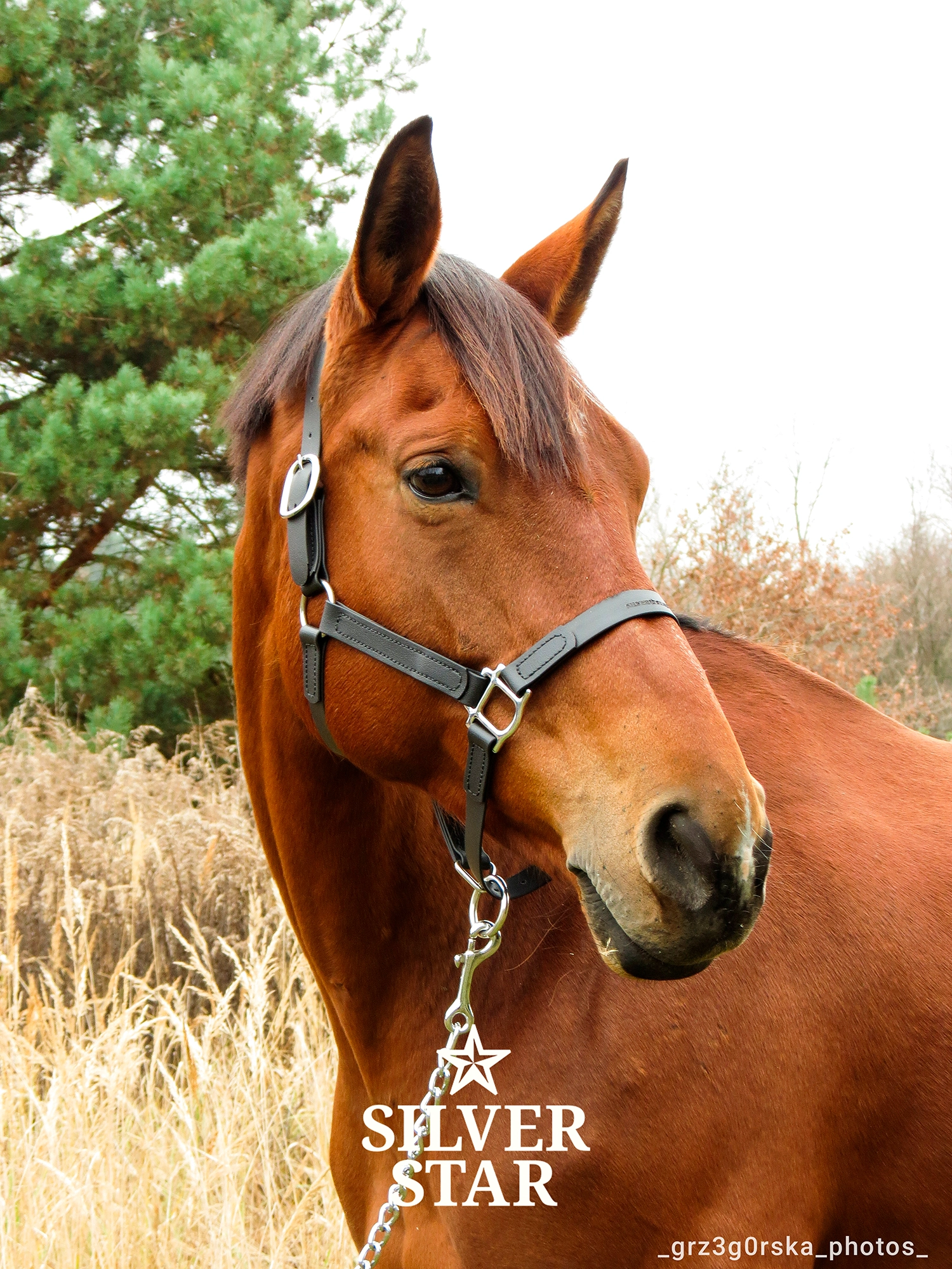 Базовый Недоуздок из ПВХ-ленты с двумя регулировками
«Midnight Soil»