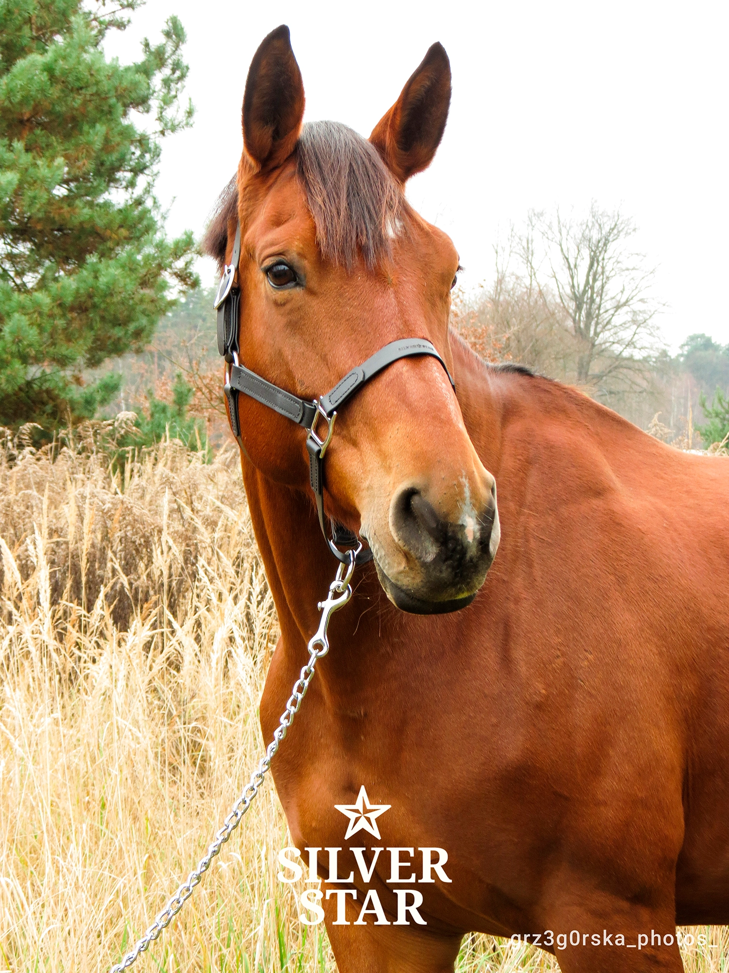 Базовый Недоуздок из ПВХ-ленты с двумя регулировками
«Midnight Soil»