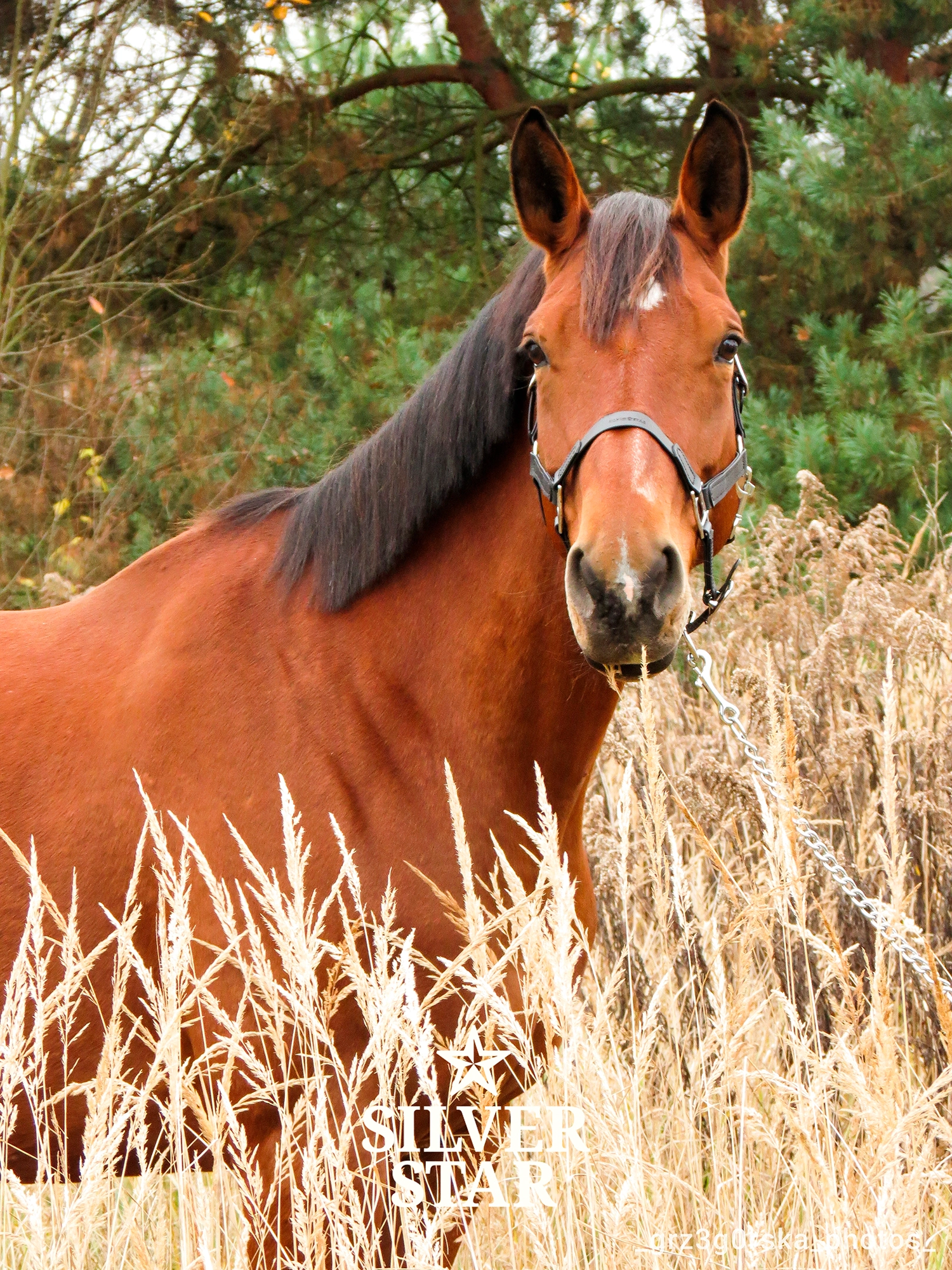 Базовый Недоуздок из ПВХ-ленты с двумя регулировками
«Midnight Soil»