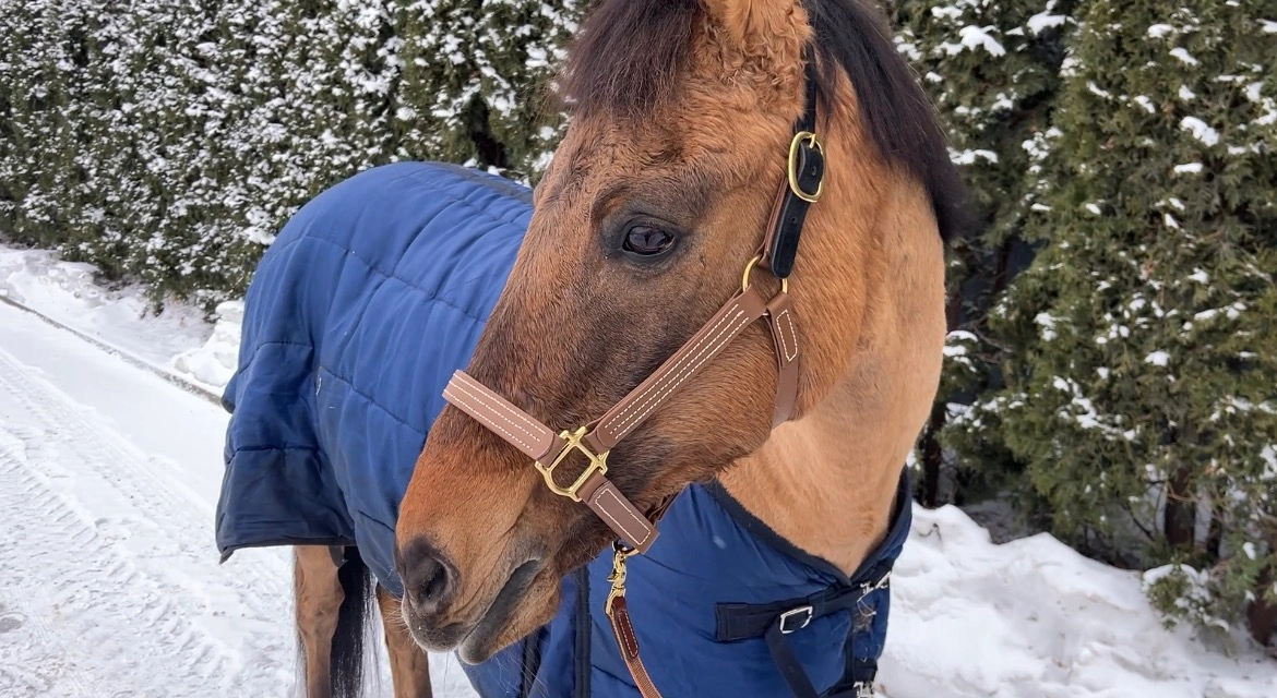Premium Wzmocniony kantar z taśmy PVC ze skórzanym paskiem potylicznym
„Chestnut Bark”
