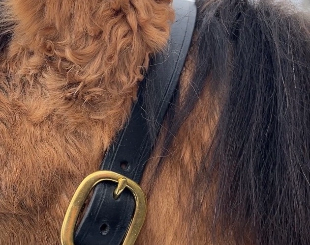 Premium Wzmocniony kantar z taśmy PVC ze skórzanym paskiem potylicznym
„Chestnut Bark”