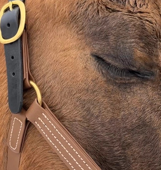 Premium Wzmocniony kantar z taśmy PVC ze skórzanym paskiem potylicznym
„Chestnut Bark”