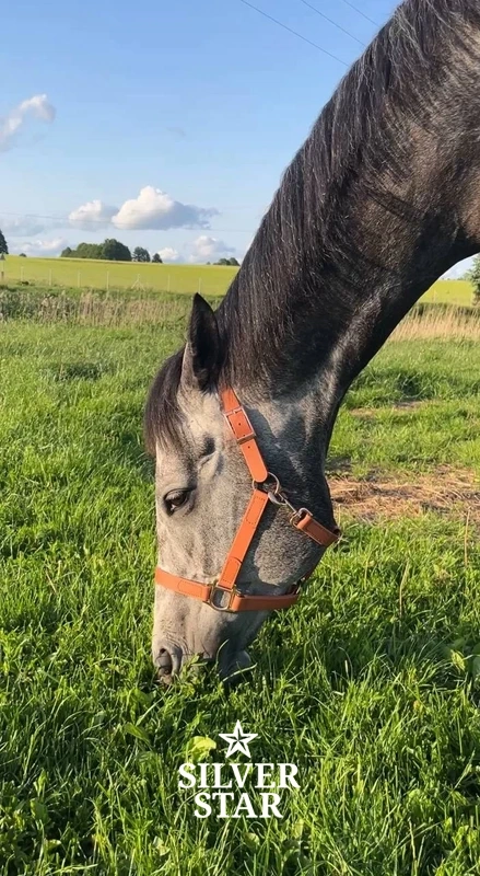 Basic PVC Halter Apricot Ice Cream with Rose Gold Hardware