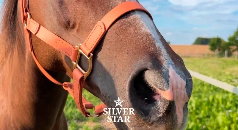 Basic PVC Halter Apricot Ice Cream with Rose Gold Hardware