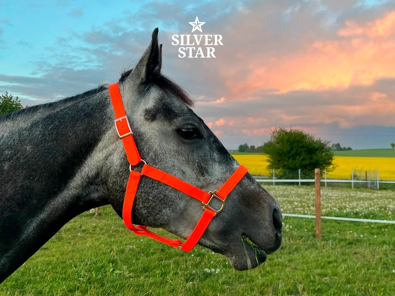 Podstawowy Kantar PVC Orange Sunset Rose Gold