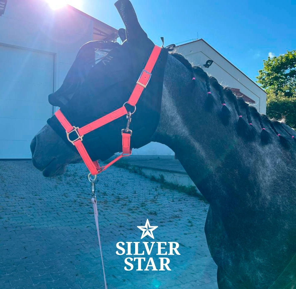 Podstawowy Kantar PVC Orange Sunset Rose Gold