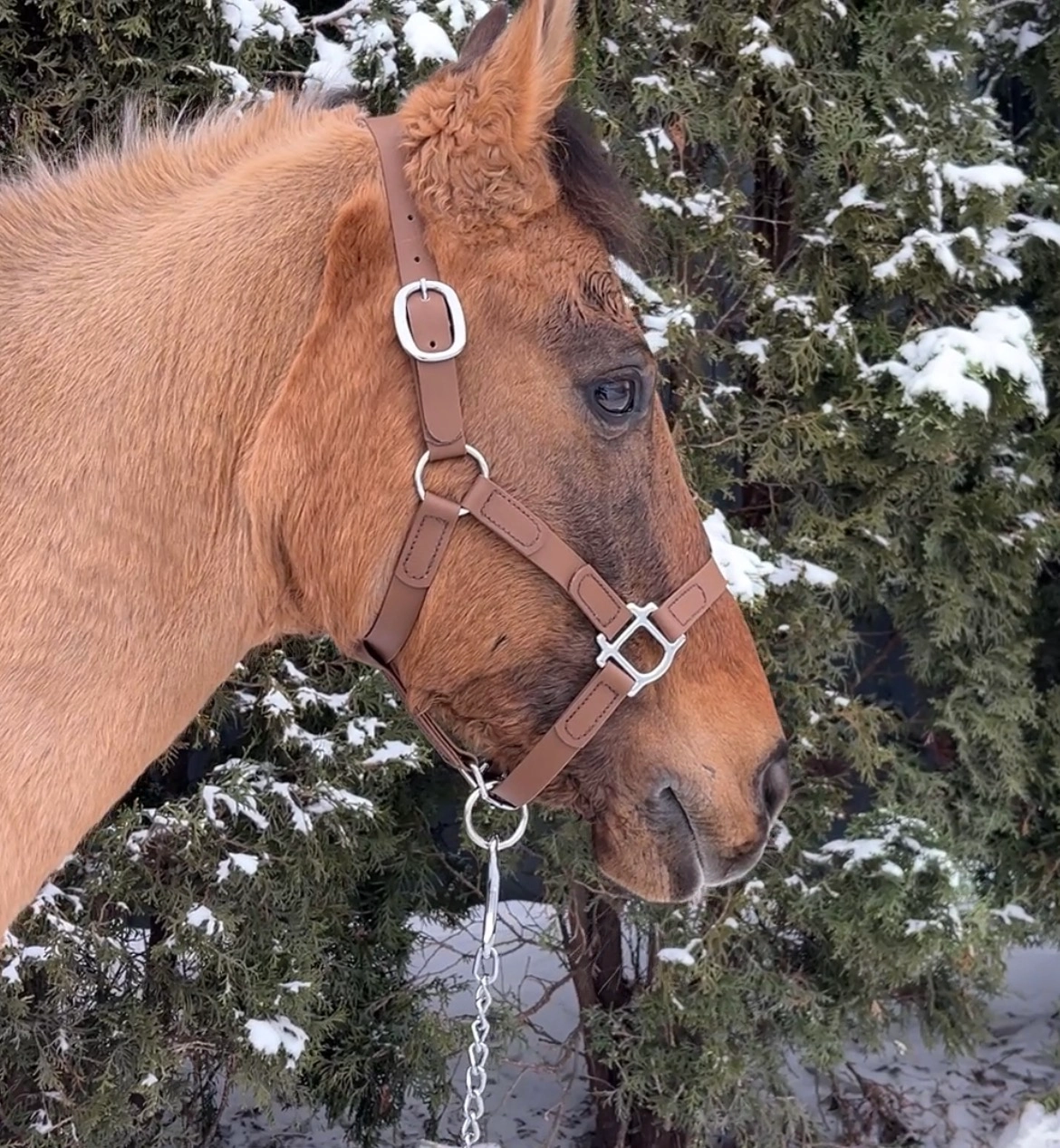 Podstawowy Kantar PVC Chestnut Bark z podwójną regulacją