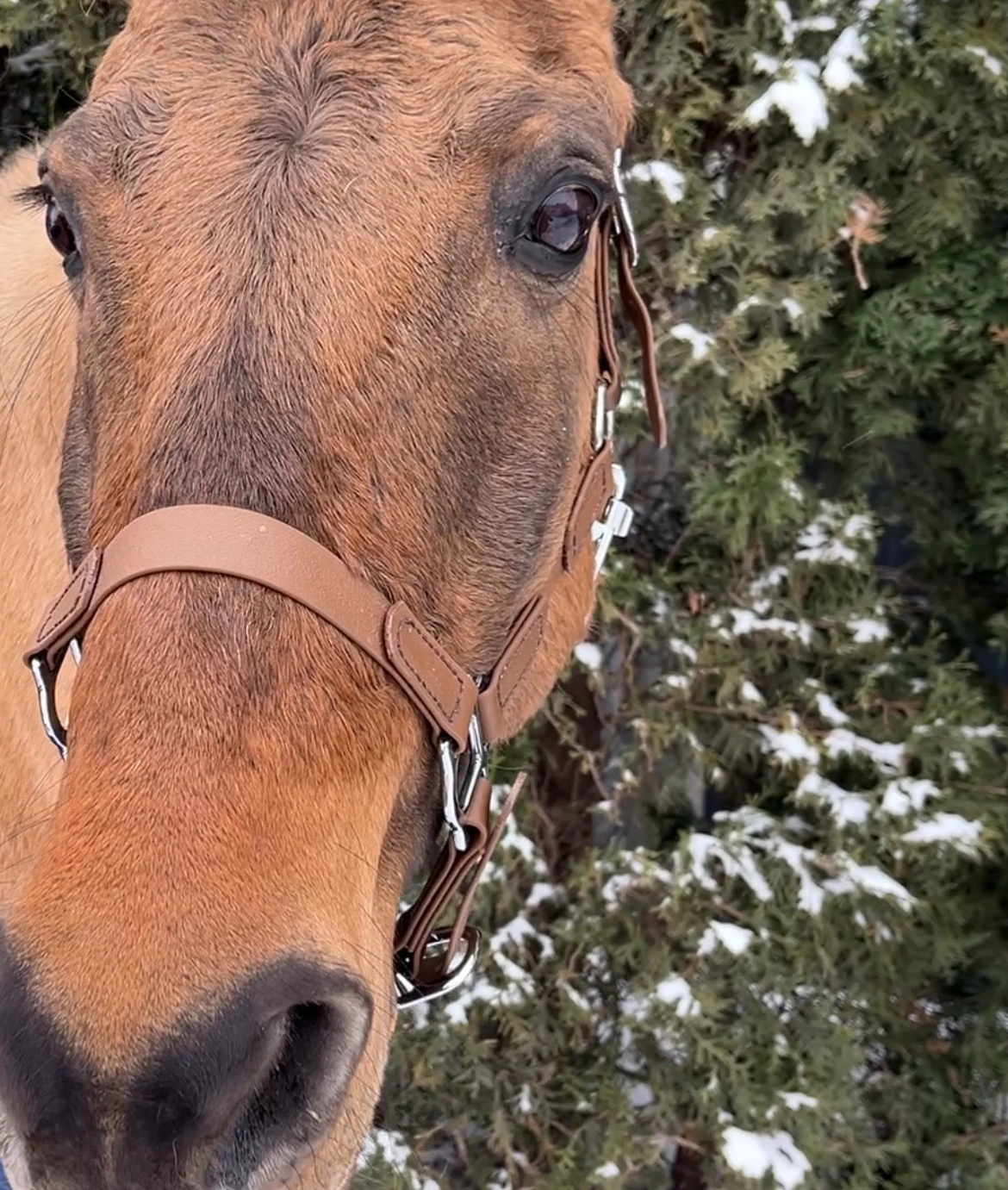 Podstawowy Kantar PVC Chestnut Bark z podwójną regulacją