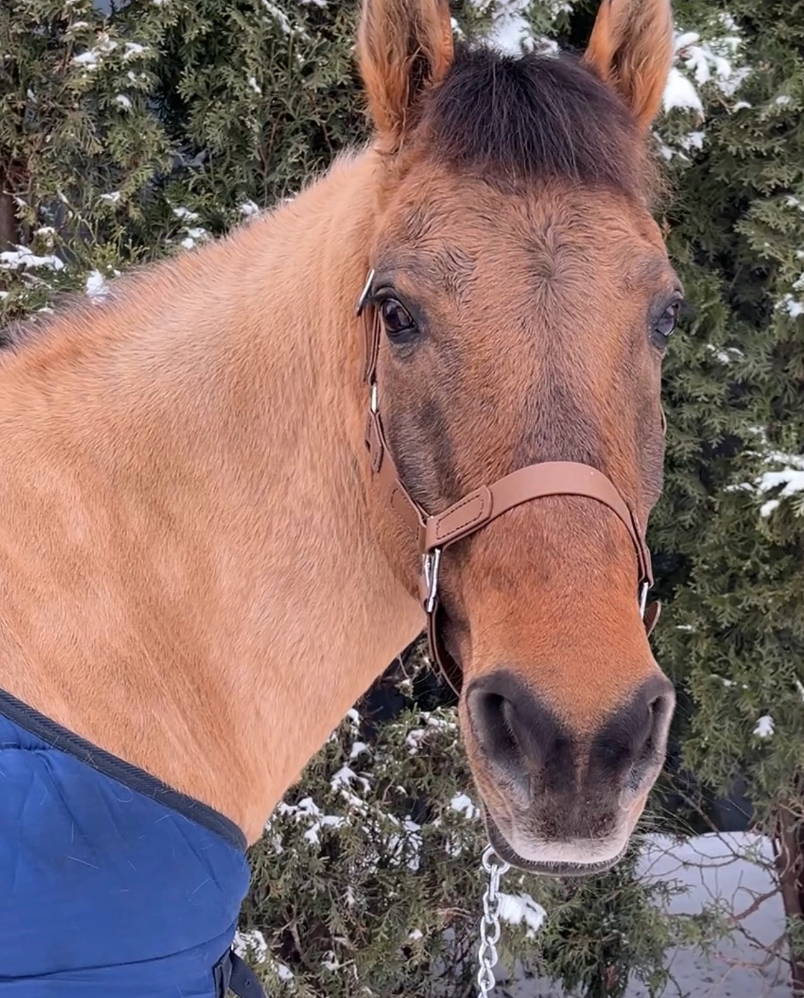 Podstawowy Kantar PVC Chestnut Bark z podwójną regulacją