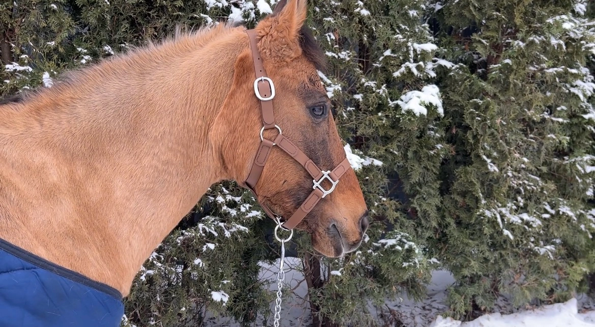 Podstawowy Kantar PVC Chestnut Bark z podwójną regulacją