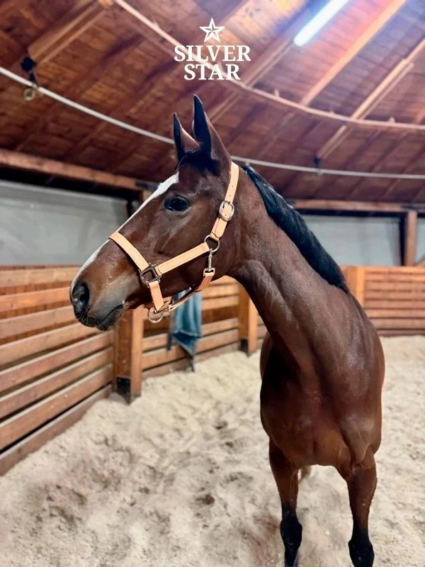 Basic PVC Halter with Double Adjustment “Harvest Beige” with Silver Hardware
