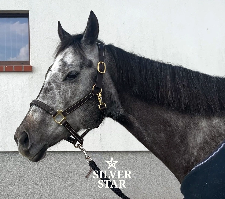 Premium Skórzany kantar „Chocolate Classic Anatomical No.1”