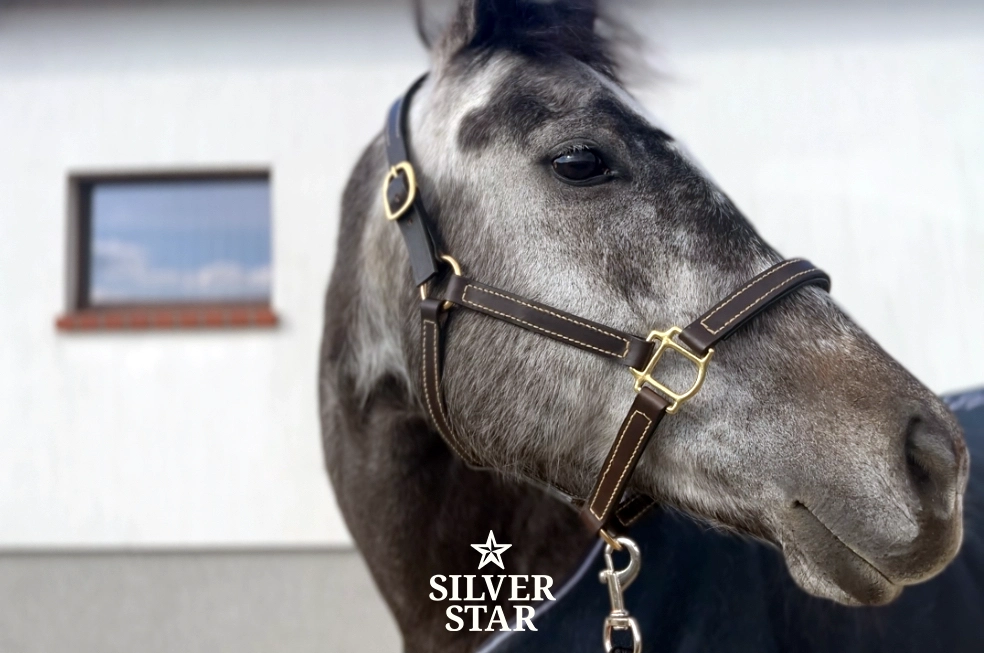 Premium Skórzany kantar „Chocolate Classic Anatomical No.1”