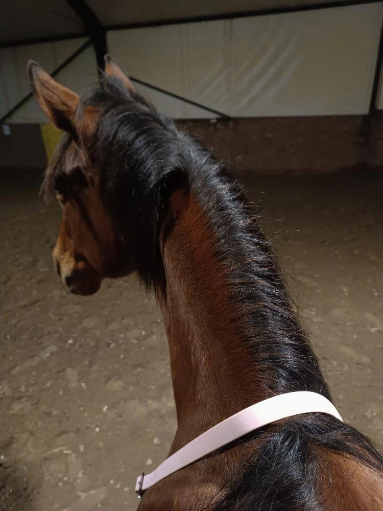 Podstawowy Regulowane cordeo z taśmy PVC „Sweet Candy”