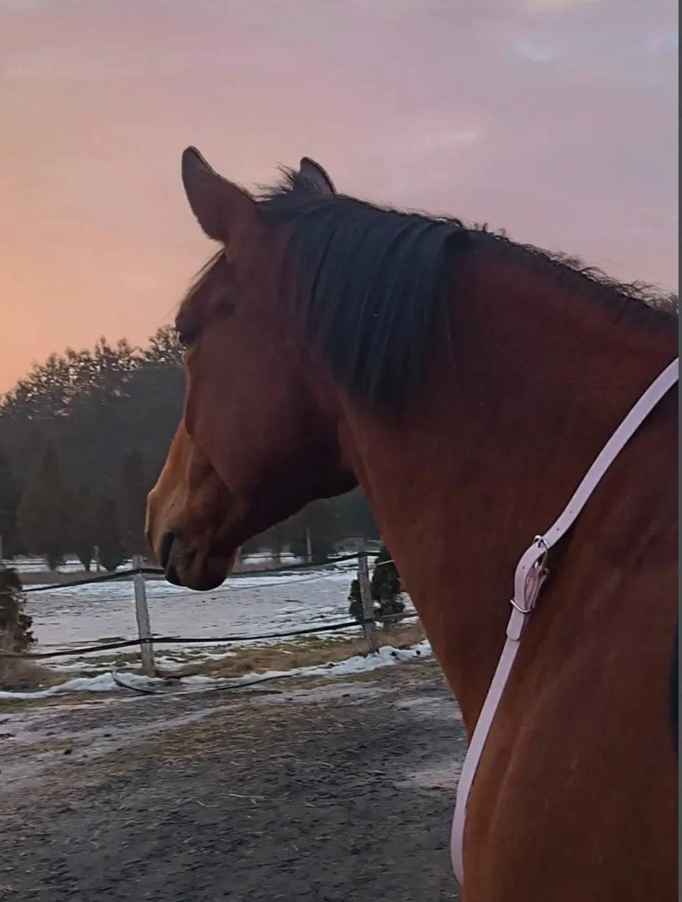 Podstawowy Regulowane cordeo z taśmy PVC „Sweet Candy”