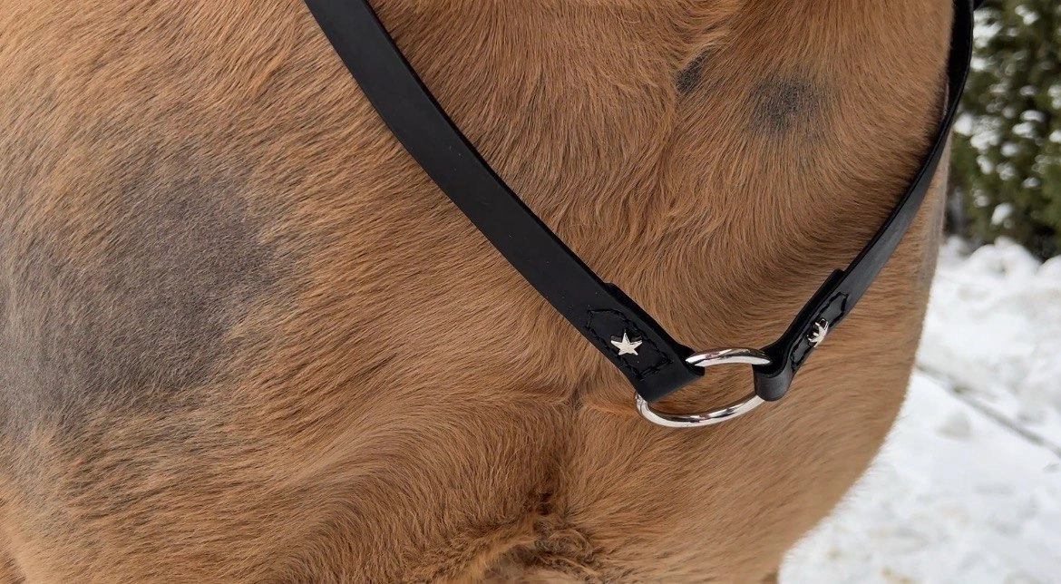 Premium Leather Cordéo “Night Sky” with Center Ring