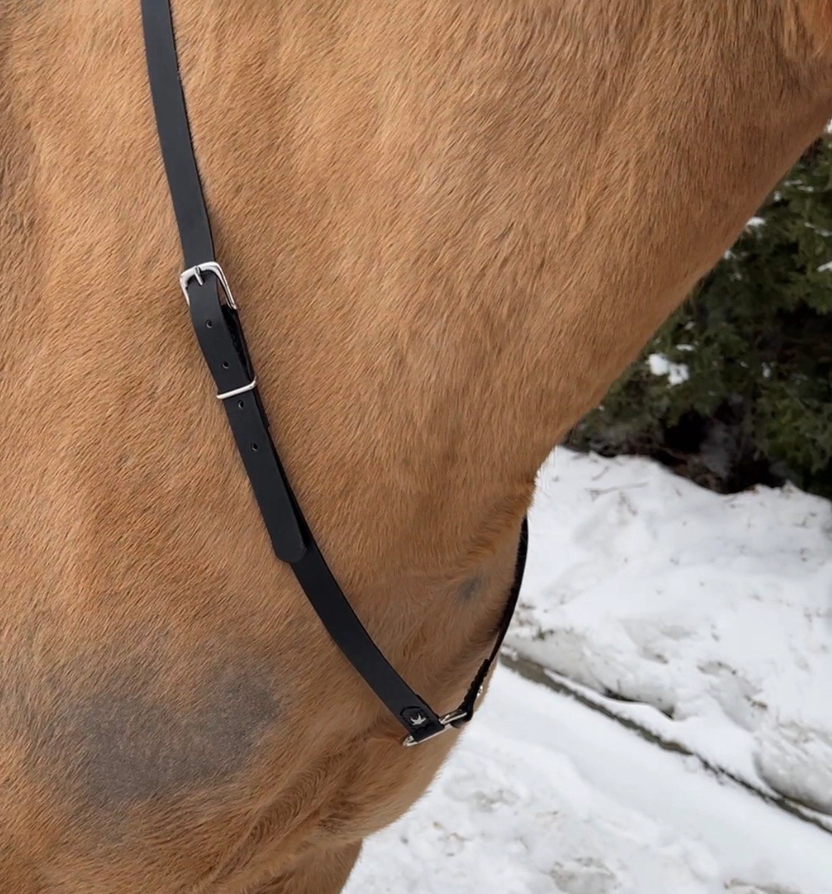 Premium Leather Cordéo “Night Sky” with Center Ring