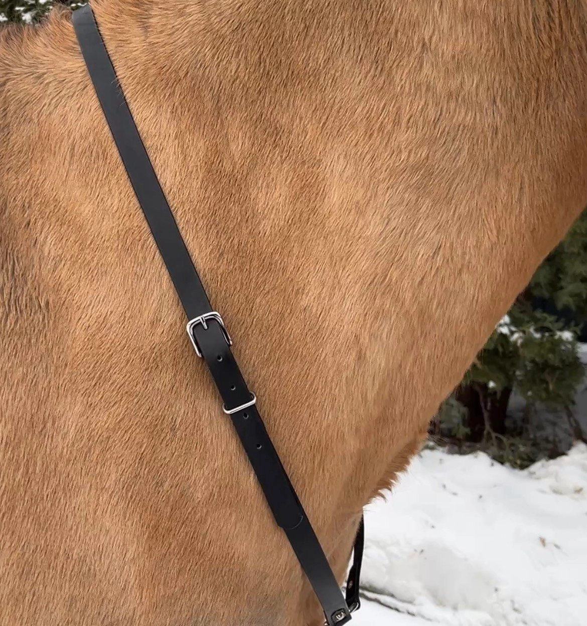 Premium Leather Cordéo “Night Sky” with Center Ring