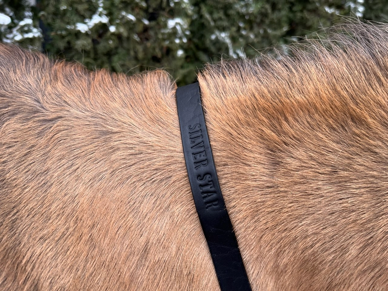 Premium Leather Cordéo “Night Sky” with Center Ring