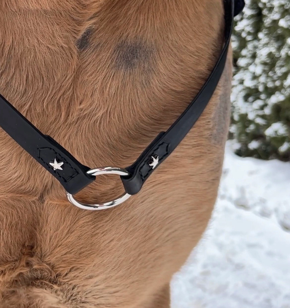 Premium Leather Cordéo “Night Sky” with Center Ring