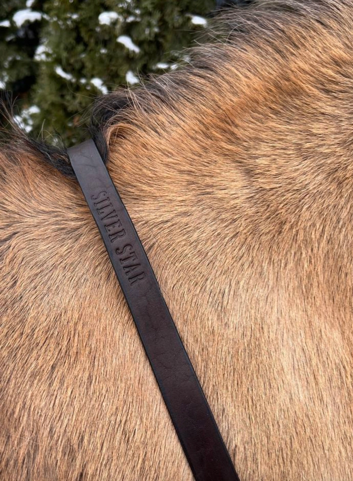 Premium Skórzane cordeo „Chocolate Heart” z podwójną regulacją i centralnym kółkiem