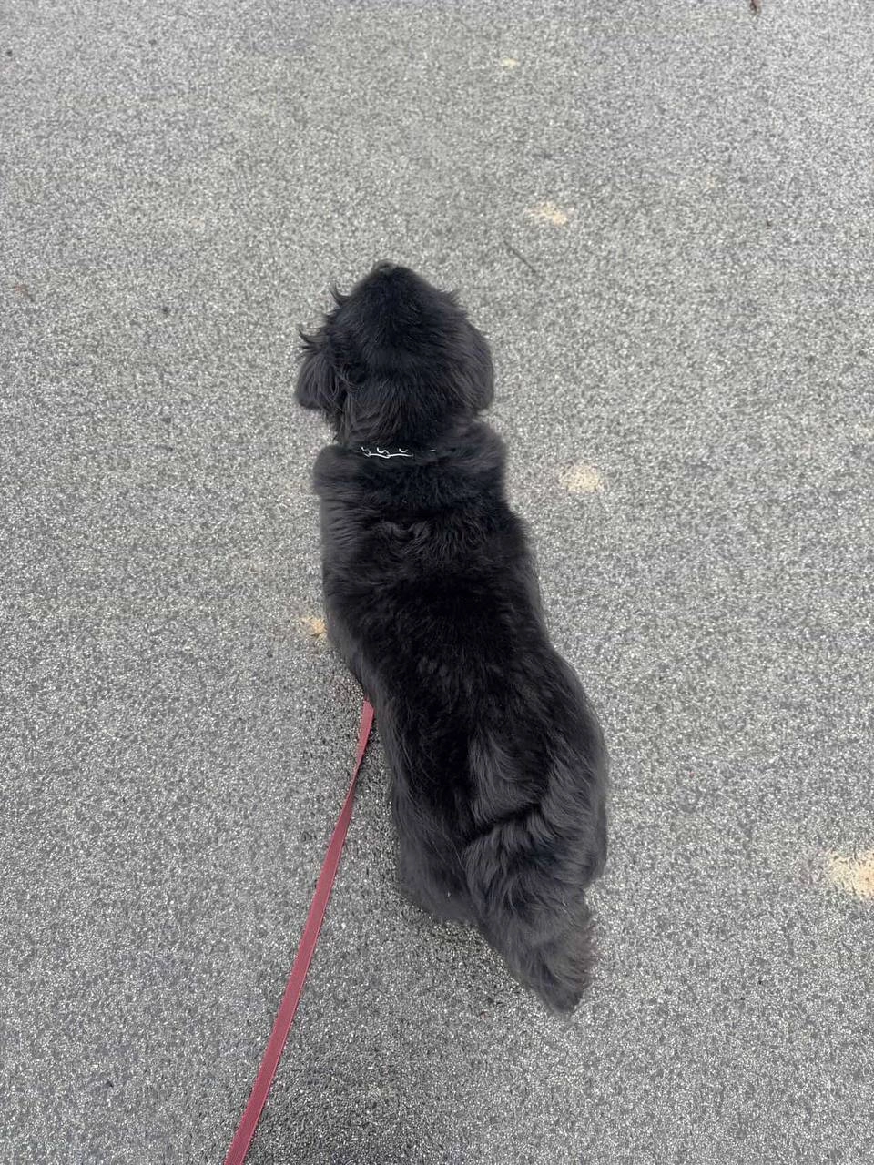 Premium Wzmocniony Smycz dla Psa 2 m Ripe Sweet Cherry