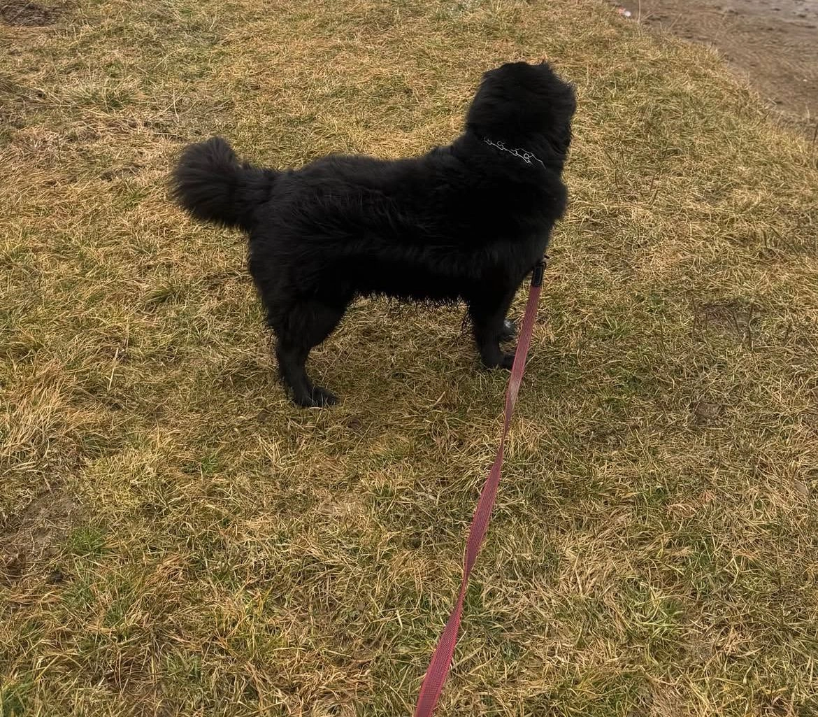 Premium Wzmocniony Smycz dla Psa 2 m Ripe Sweet Cherry