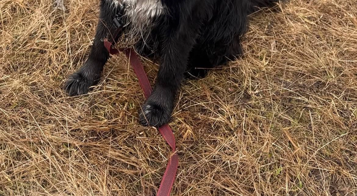 Premium Wzmocniony Smycz dla Psa 2 m Ripe Sweet Cherry