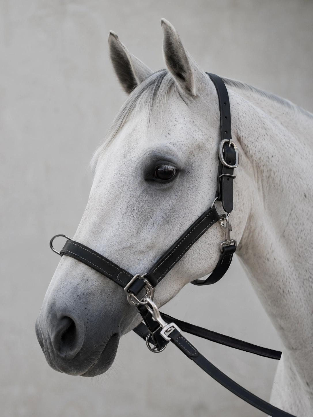 "Partnership" Bitless Bridle & Cavesson