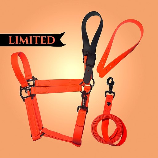 Basic Limited Set: Waterproof Halter and 2 m Lead Rope
“Pumpkin Eclipse”